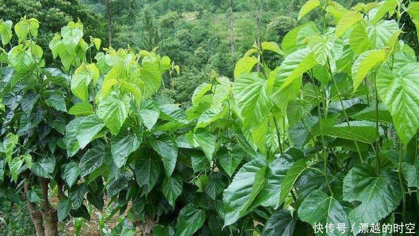 提醒，白發不要染，農村常見的葉子洗頭，堅持半月，頭發濃密黑亮