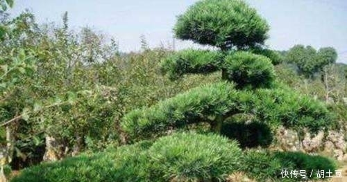 罗汉松盆景如何养护这3点很重要!