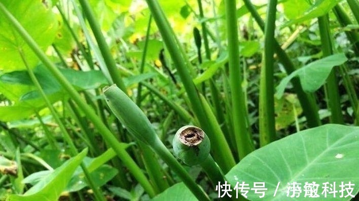 植物|农村此野菜，营养价值高，还能消肿止痛、清热解毒，遇见请珍惜