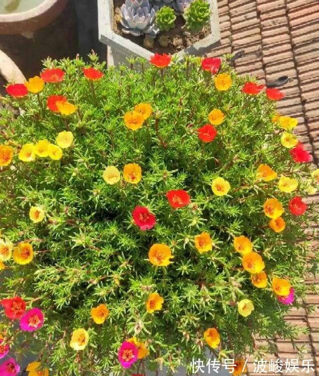 夏天|想要家里四季花开,这20种花,连续能开300天,完全不歇气
