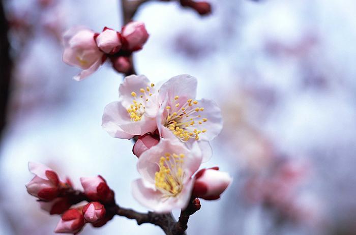 香气|养花试试这几款,花色绚丽缤,叶片四季常绿,深受人们的喜爱