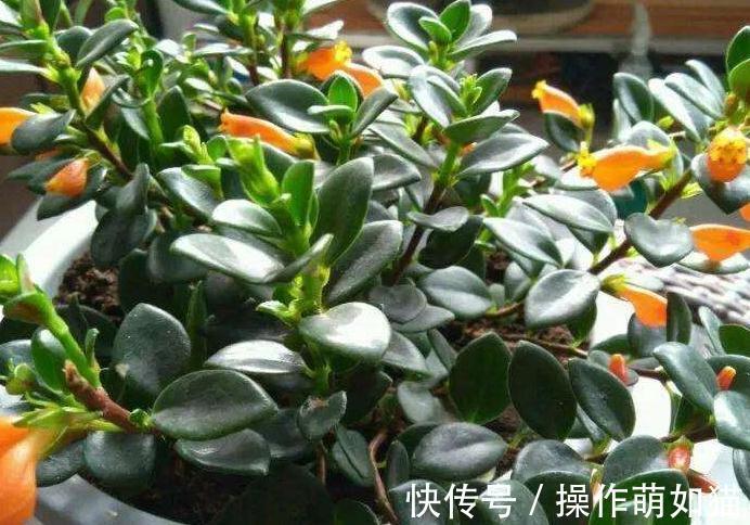 3种花就怕晒太阳，一晒就黄叶，特别难度夏