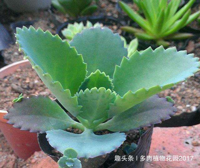 浇水|养不死的多肉植物,入坑必选多肉