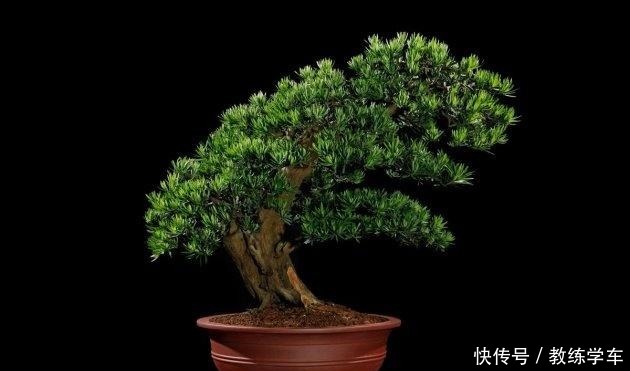 罗汉松这样养,“绿油油”的叶子不发黄!罗汉松这样养,“绿油油”的叶子不发黄!