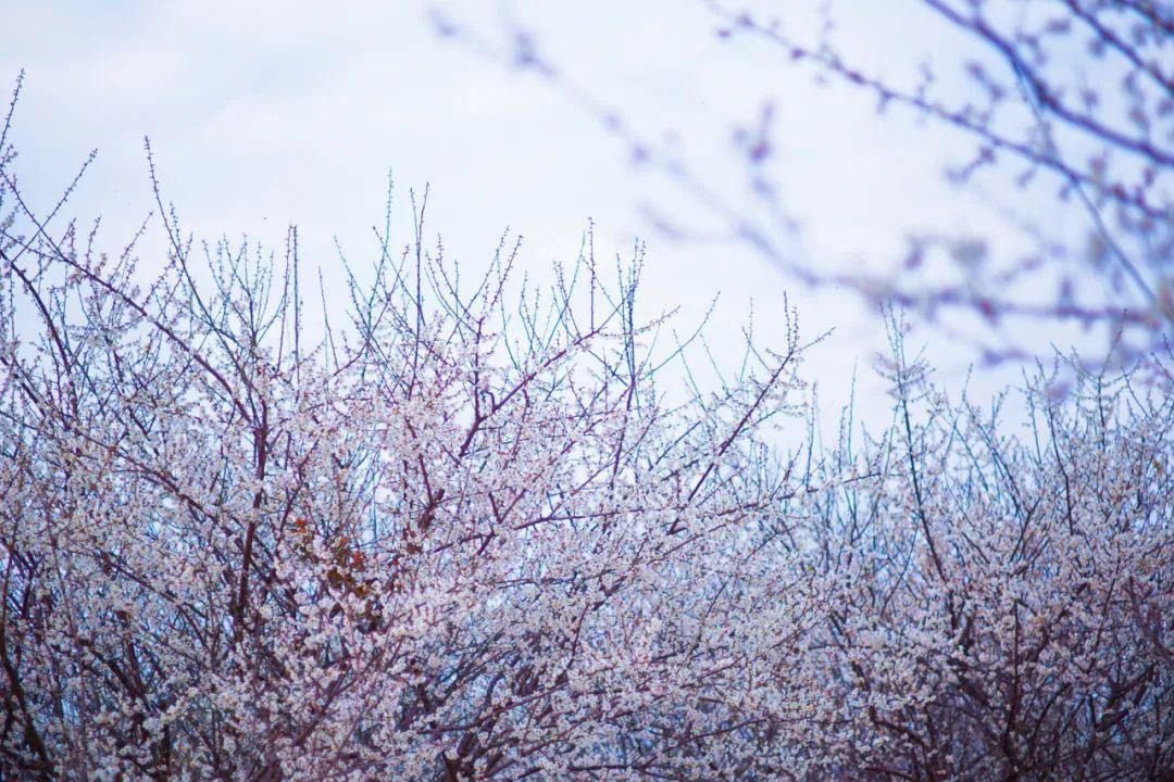 湖北人|春节，韶关人的赏花地图