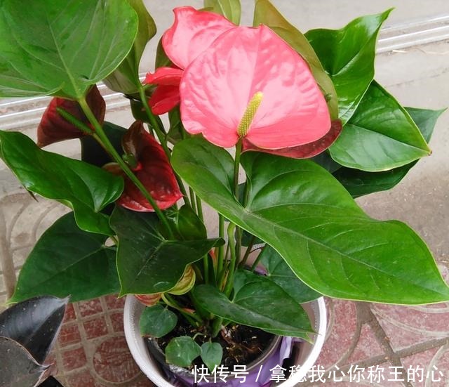 这5种花,叶子不能喷水,一喷就全烂了!这5种花,叶子不能喷水,一喷就全烂了!