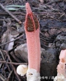 腐殖质|它便是“红鬼笔”,竹林遇见,请您尽量绕开,别踩到了
