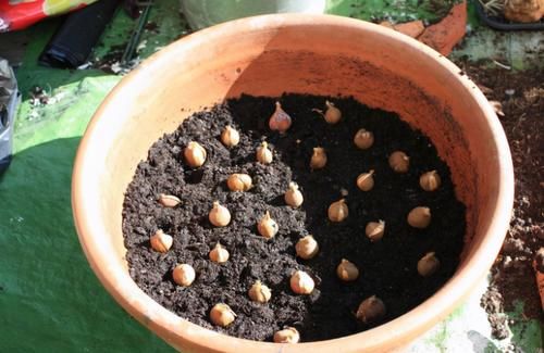 养花换盆期间有很多“讲究”，弄清楚，换完植物猛窜个长花叶