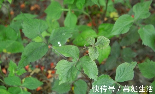 吃法|68种野菜图片,教你认识不同的野菜和吃法,你想要的野菜这里都有