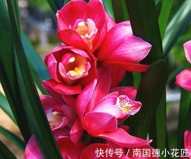 兰花|秋天兰花生长进入关键期，3件事可不能偷懒，不然花量减半长势差