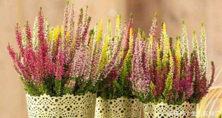 美的|4种花美的出奇,不仅花好看,名字也好听,漂亮极了