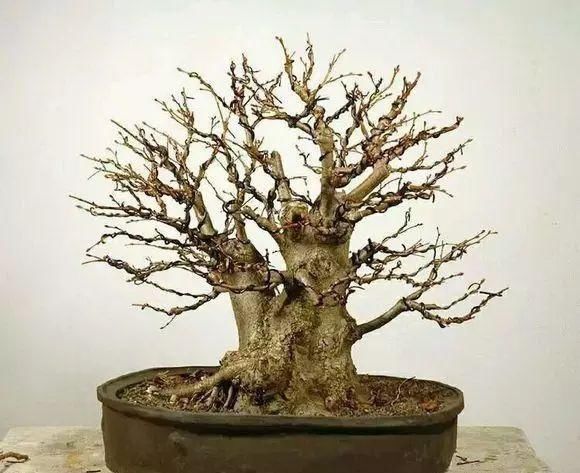 看到这些盆景以前的样子,我也是服了