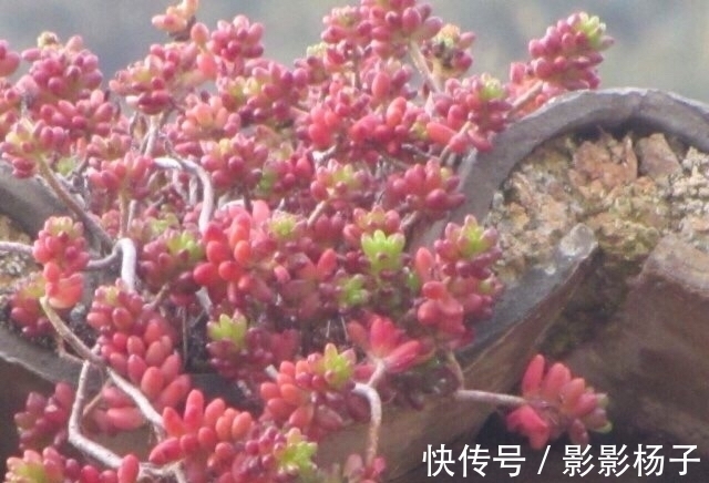 肉友|肉友把不要的多肉扔到屋顶,最后被惊艳到了,颗颗饱满圆润