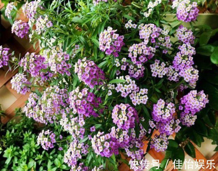 大岩桐|几种花养在家里，花大色很艳，韵压群芳超美丽，很值得拥有