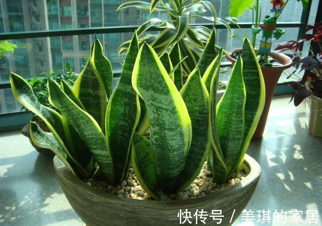 具状|虎皮兰进入8月经常“饿”,从三个方面喂饱它,才爱出小芽