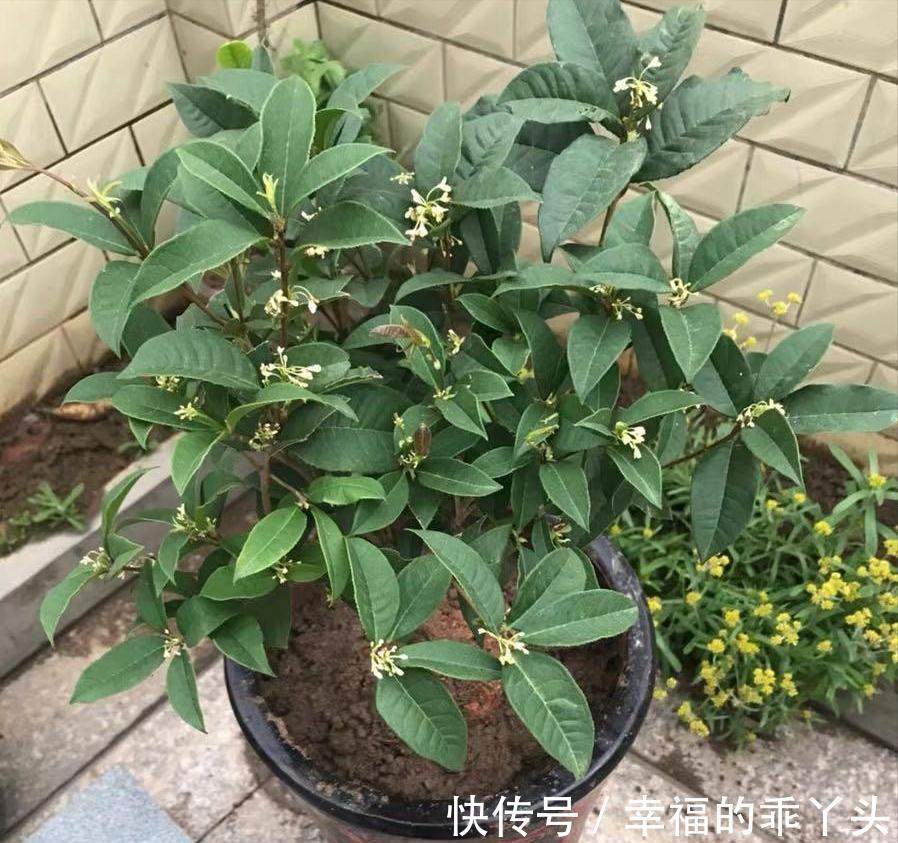 门前栽桂花长成“贵人树”