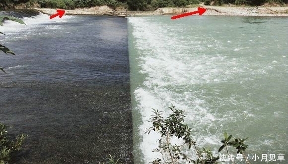 马口鱼|河道禁采砂后,一群桃花鱼迅速繁殖,数量极多,这是什么鱼