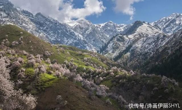 伊犁阿吾赞沟的野杏花