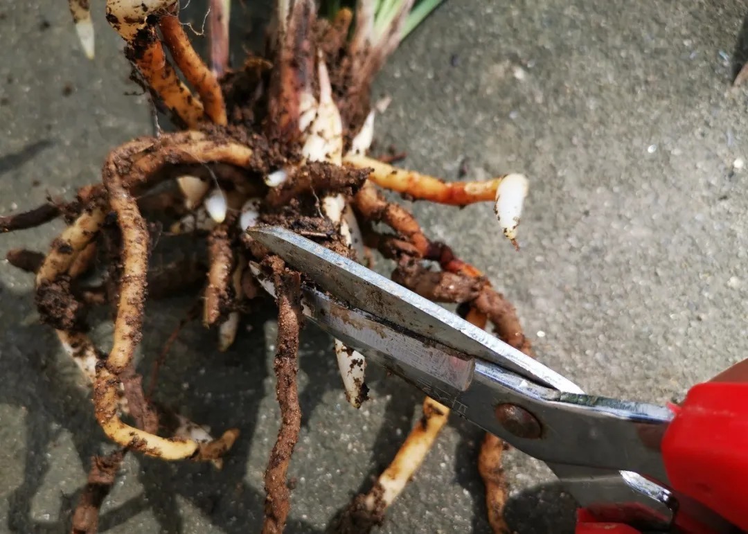 植料|多菌灵浇根,可以防止和治疗兰花烂根吗?兰友常常这样做