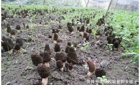 旅游瞎拍竟发现一片皱巴巴东西,一查竟是满满的财富!