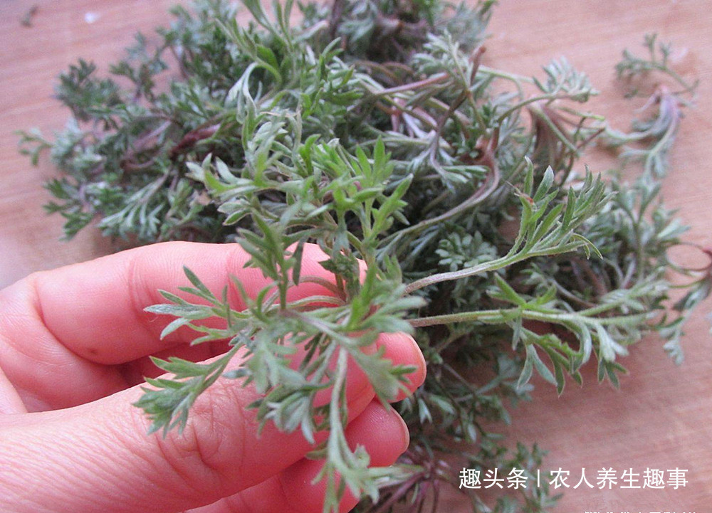 茵陈|农村路边的“养肝菜”,隔三岔五吃一吃,排出肝毒连口臭也没了