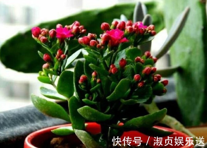 长寿花|长寿花放在暗屋子里，对开花不好！小花匠教你养好长寿花！