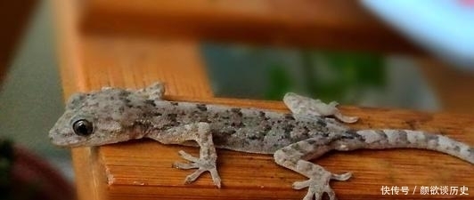 守宫砂|传说能够验证女子清白的守宫砂,真的有那么神奇吗?