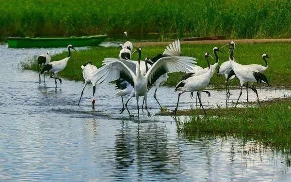 中国最美六大沼泽湿地,养在深闺无人识,去过的都惊叹不已