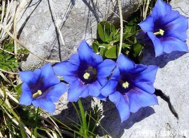 若去野外爬山，见到此植物，别犹豫，摘下来带回家