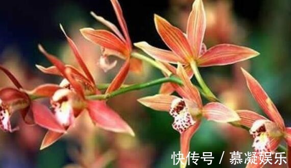 家里墨兰怎么养只要学会3点,开花爆盆,花香一整个季节