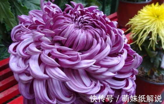 新手养花就养一盆“国华青杯”，雍容华贵，美艳端庄，适合盆栽养