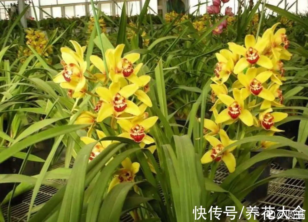 绣球|10种花不怕冷,先别搬进屋,放外面冻一冻,开花更旺