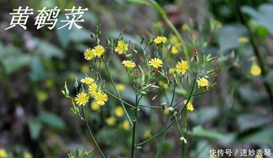 野生苦菜知多少，看图识苦菜