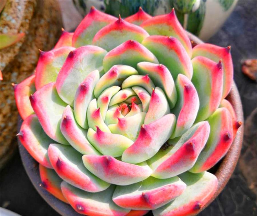 春天养多肉，3件事情要巧做，学会了侧枝新芽蹭蹭长，轻松爆盆