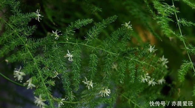 施肥|想要文竹枝繁叶绿,注意这“5不”,别再随心所欲地养了!