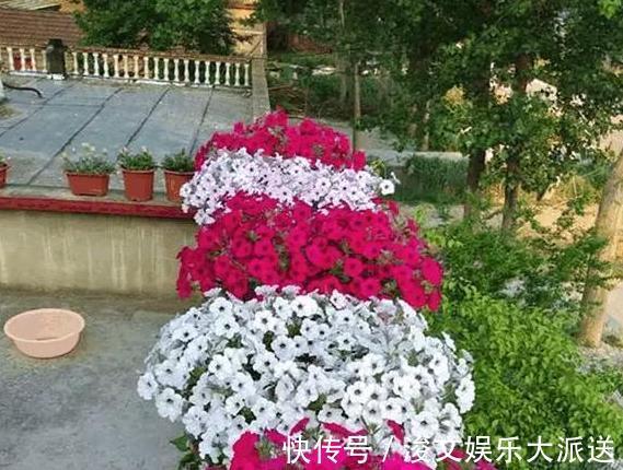 雌蕊|喜欢养花就扦插繁殖盆栽君子兰、矮牵牛,播种育苗十拿九稳