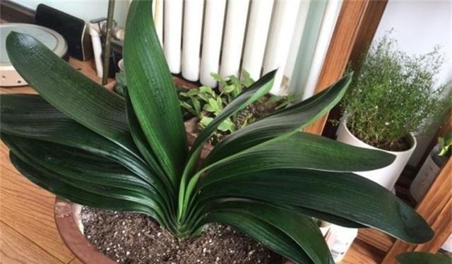 君子兰不开花，原来是“这”惹的祸！赶紧纠正，很快就有花可赏！