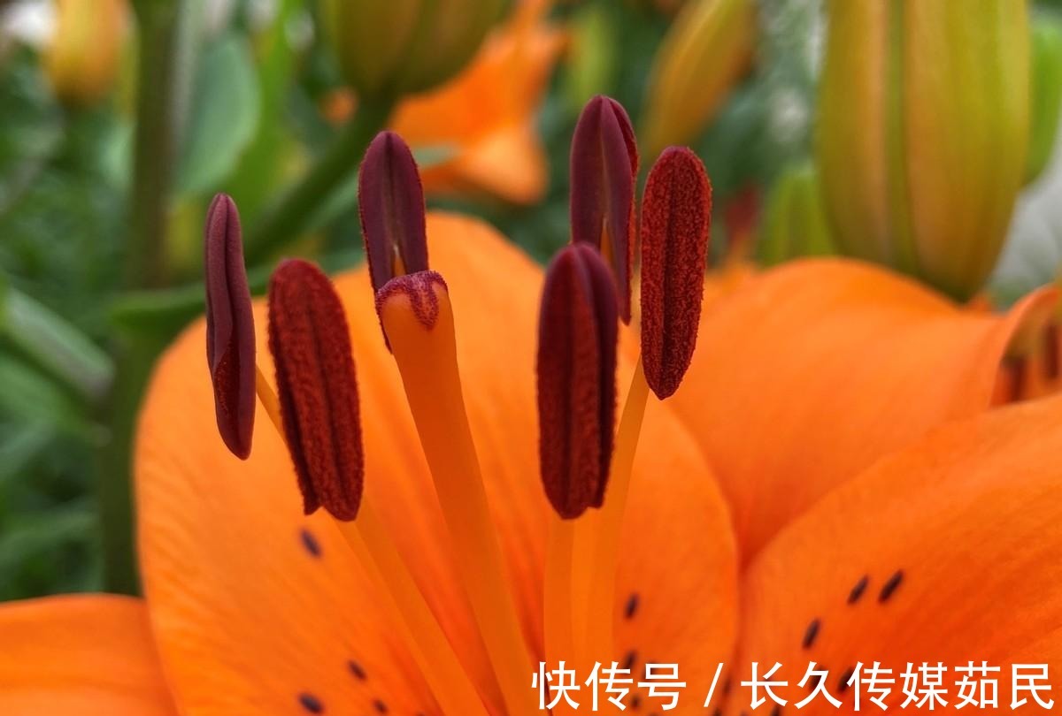 百合花|沈阳沈水湾公园:又美又仙百合花海