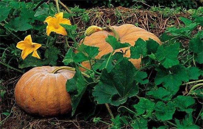 防暑|会吃的人最健康,多吃四种食物,营养丰富、延缓衰老,只要几块钱