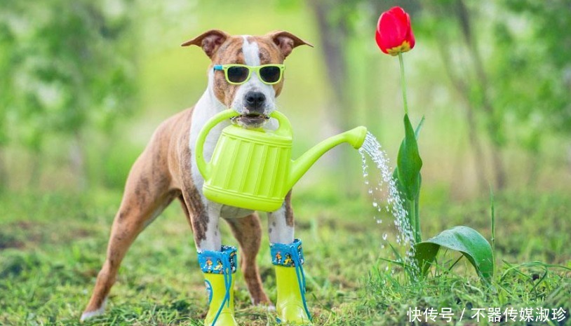 想养花先学浇水,教你两个小诀窍,轻松判断水质养好花