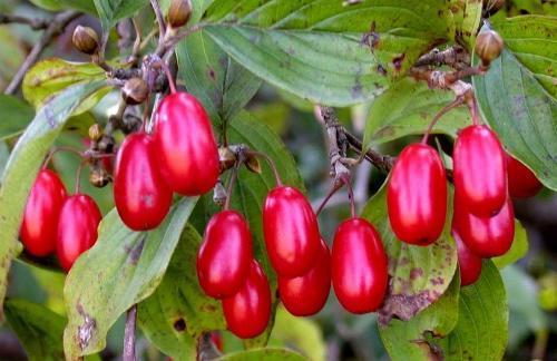 养生|一味山茱萸,养生大功效!胜过当归参,补益肝肾、壮筋骨、抗疲劳