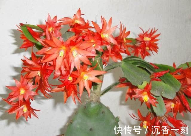 蟹爪兰|真假蟹爪兰,十有八九会认错,“嫁给”仙人掌后,统统开成花大树