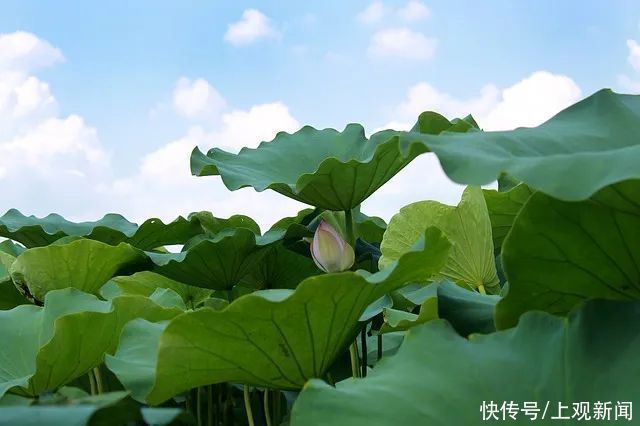 夏天|一到夏天就起红疹？小心是湿热过重，快在水杯里泡点TA→