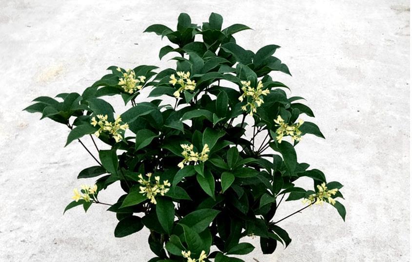 插条|六七月份插扦桂花、茶花、杜鹃正当时,多年经验,教你一步成功