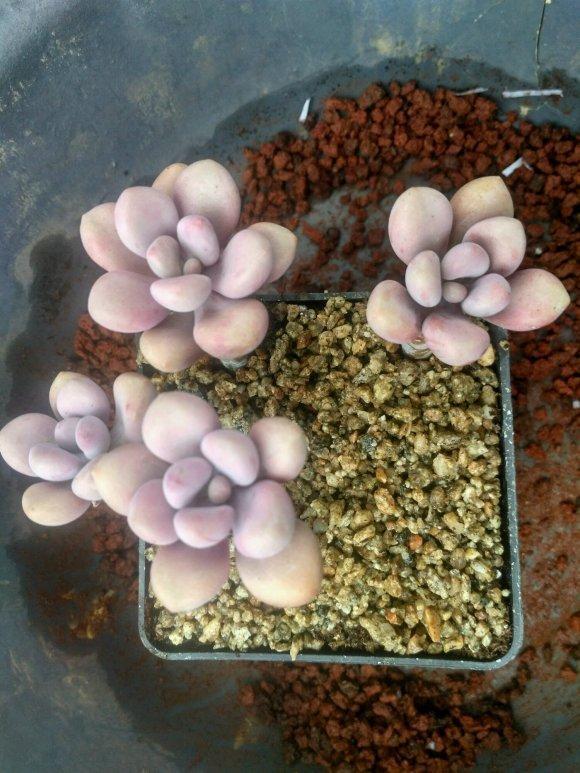 多肉在夏天,垫个“小东西”,不怕浇水不怕晒,越养越漂亮