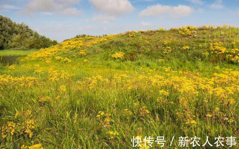 野草|农村里常见的一种野草，有人讨厌有人喜欢，原来用途那么多
