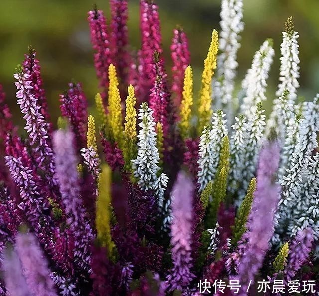 叶子|这花被称为“北海道彩虹草”,-30℃环境也能活,叶子还能变颜色