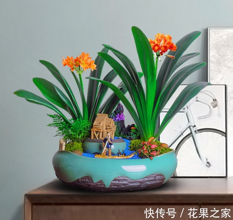 想养|要想养“君子兰”发芽快、年年开花、花期长,四个关键点!