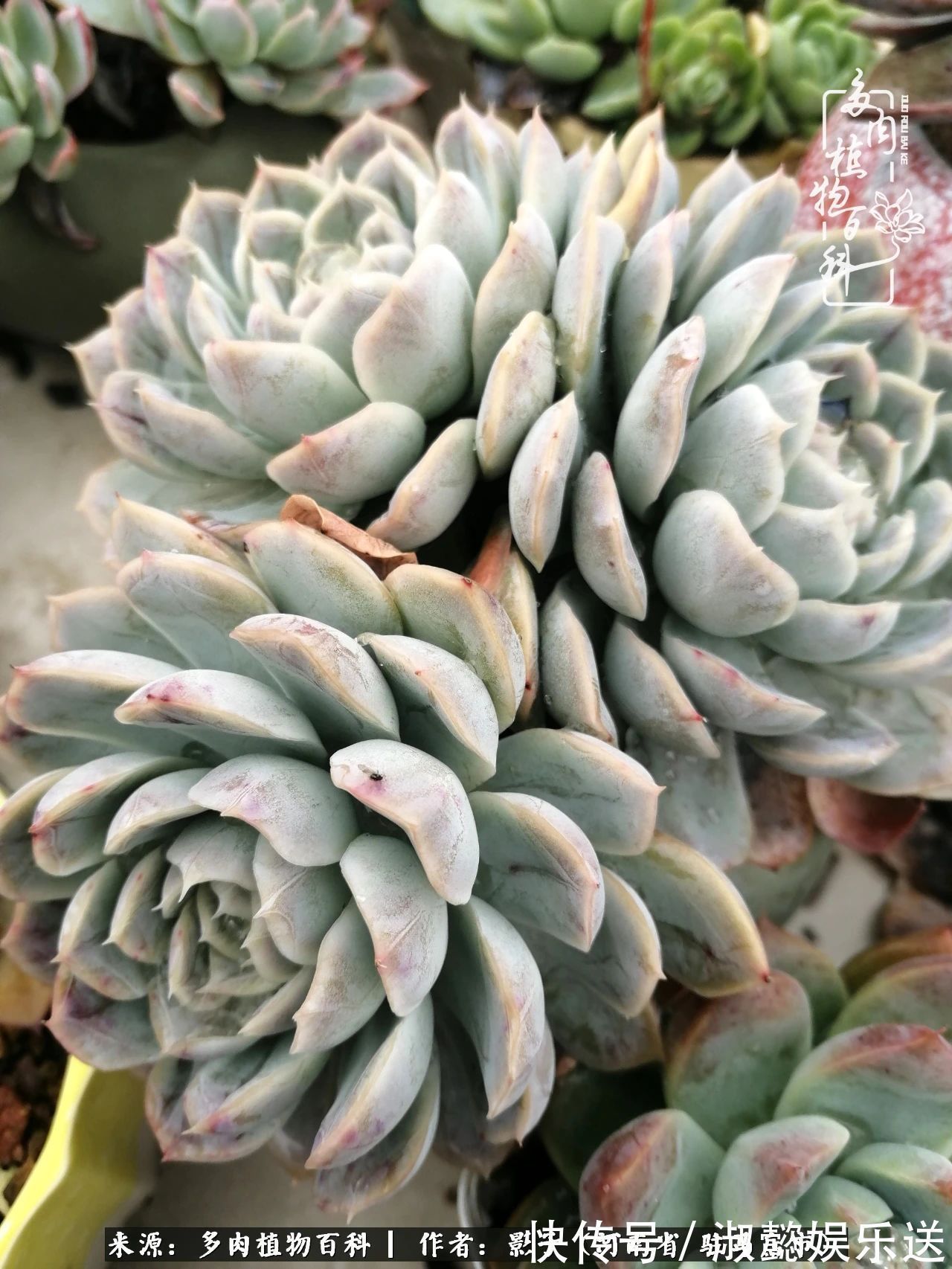 漂亮|被风雨洗礼的多肉越来越漂亮了,忍不住又往坑里跳!