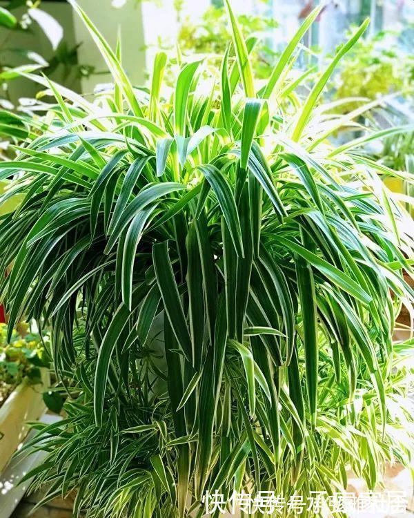 冬至后养花,记住4个口诀,花卉不黄叶、不烂根,新叶蹭蹭长